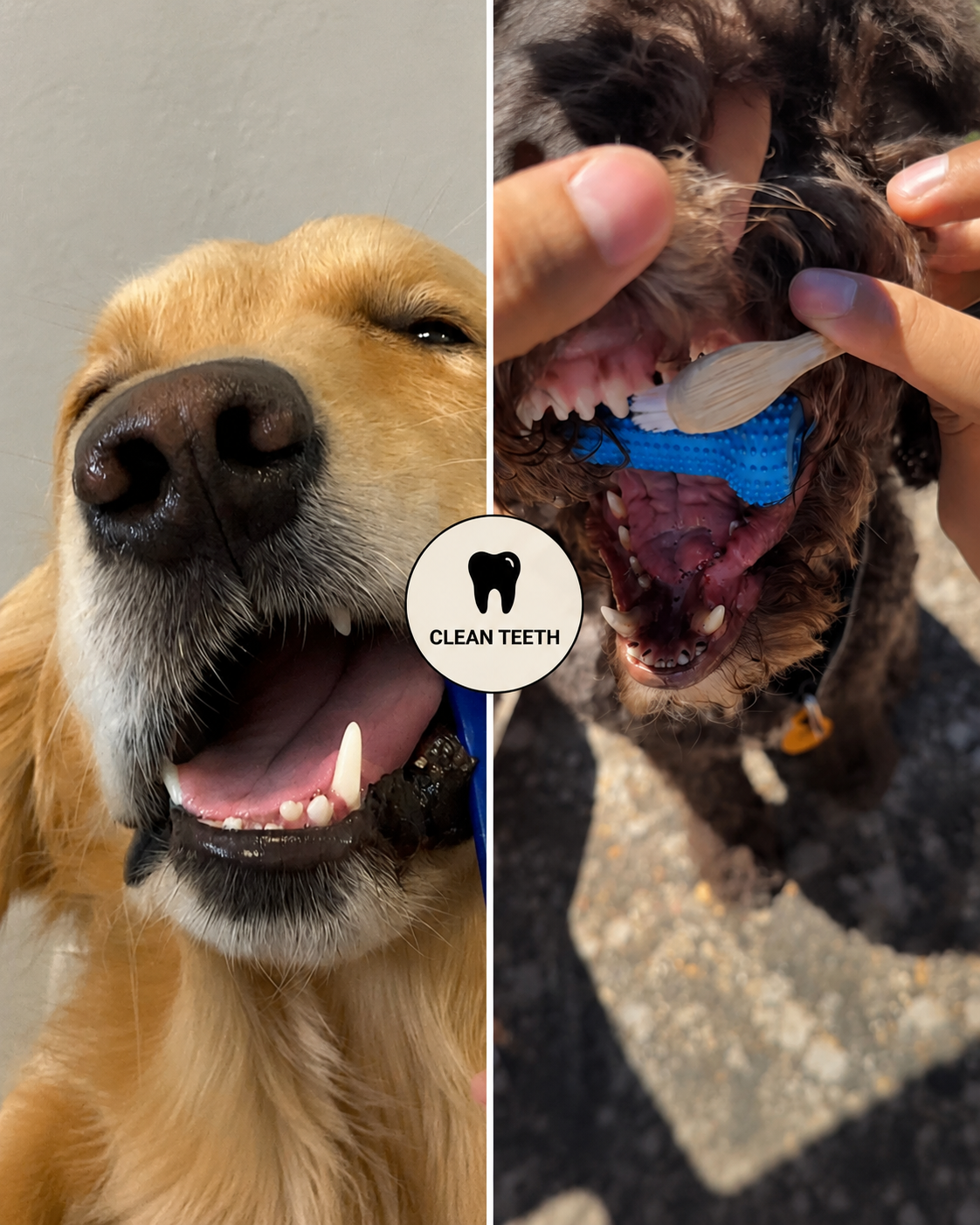 Dual-Action Canine Dental Prop Reusable Dental Chews For Dogs Interactive Dog Dental Chew Toy For Teeth Cleaning Brushing